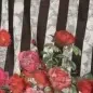 שחור חולצה דמקה